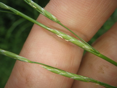 Glyceria notata