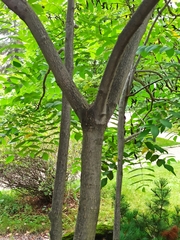 Juglans ailantifolia