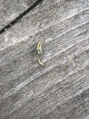 Bucculatrix canadensisella