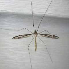 Tipula furca