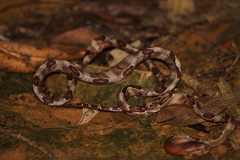 Boiga cynodon