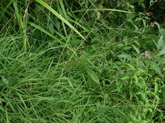 Glyceria notata