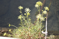 Crithmum maritimum
