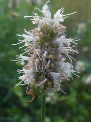 Agastache urticifolia
