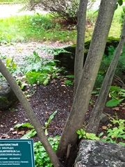 Juglans ailantifolia