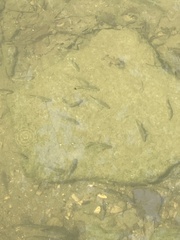 Semotilus atromaculatus