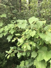 Vitis aestivalis