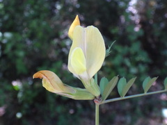 Vicia grandiflora