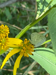 Celastrina neglecta