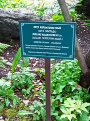 Juglans ailantifolia