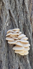 Pleurotus populinus