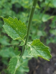 Agastache urticifolia