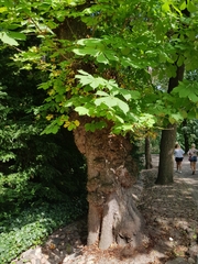Aesculus hippocastanum