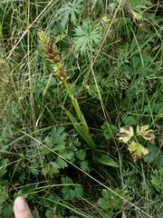 Dactylorhiza majalis baltica
