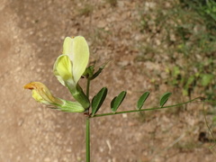 Vicia grandiflora