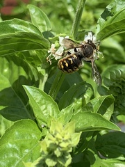 Anthidium manicatum