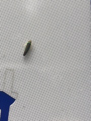 Graphocephala fennahi