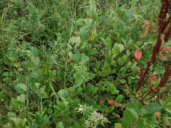 Aronia mitschurinii