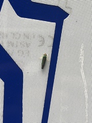 Graphocephala fennahi