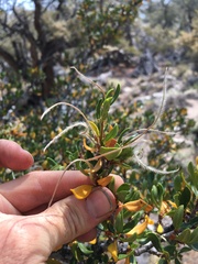 Cercocarpus ledifolius intermontanus