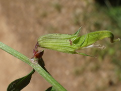 Vicia grandiflora