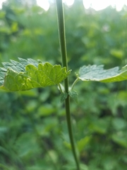 Agastache urticifolia