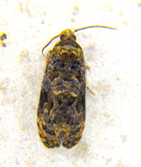 Endothenia hebesana