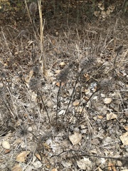 Trifolium angustifolium