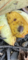 Prenolepis imparis
