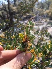 Cercocarpus ledifolius intermontanus