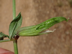 Vicia grandiflora