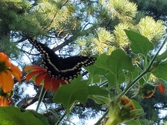 Papilio palamedes