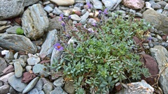 Linaria alpina