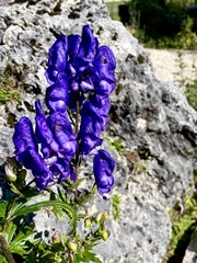 Aconitum variegatum