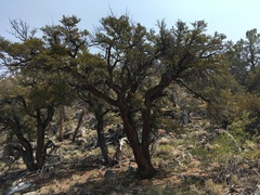 Cercocarpus ledifolius intermontanus