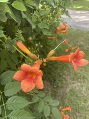 Campsis radicans