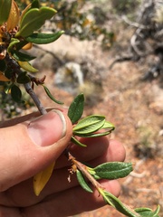 Cercocarpus ledifolius intermontanus