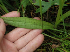 Dactylorhiza majalis baltica