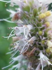 Agastache urticifolia