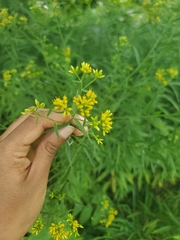 Euthamia graminifolia