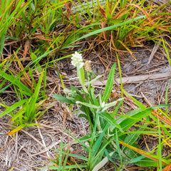 Pterocaulon pycnostachyum