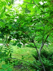 Euonymus sachalinensis