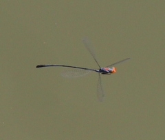 Neoneura aaroni