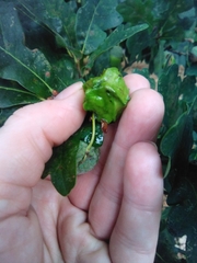 Andricus quercuscalicis