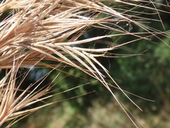 Bromus madritensis