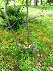 Euonymus sachalinensis