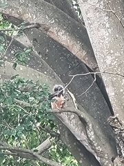 Sciurus variegatoides