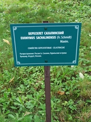 Euonymus sachalinensis