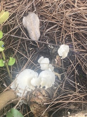 Favolus brasiliensis