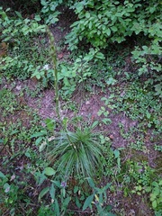 Xerophyllum tenax